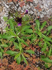 Linaria elegans