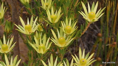 Leucadendron loeriense