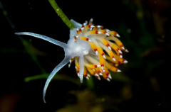 Apata pricei