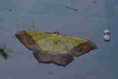 Exurapteryx aristidaria