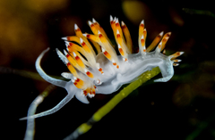 Apata pricei