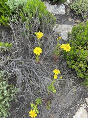 Senecio spanomerus