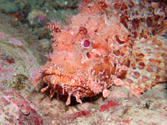 Scorpaena scrofa