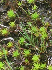 Juncus tenageia