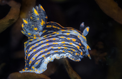 Polycera atra