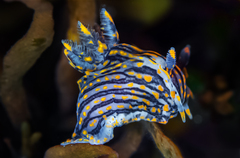 Polycera atra