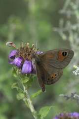 Pseudonympha trimenii trimenii