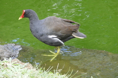 Gallinula chloropus