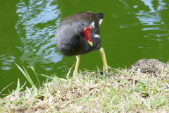 Gallinula chloropus