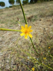 Chondrilla juncea