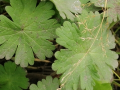 Geranium molle