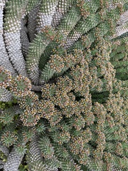 Euphorbia caput-medusae