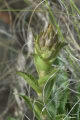 Berkheya barbata