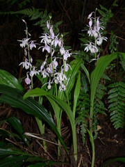 Calanthe aristulifera