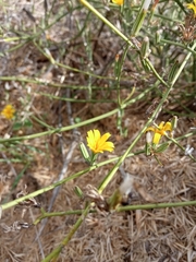 Chondrilla juncea