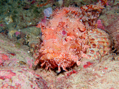 Scorpaena scrofa