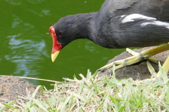 Gallinula chloropus