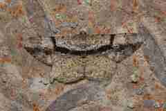 Psilalcis diorthogonia