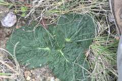 Lichtensteinia latifolia
