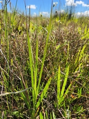 Babiana angustifolia
