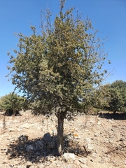 Prunus ursina