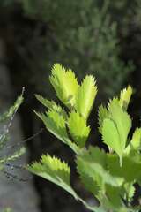 Notobubon galbanum