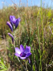 Babiana angustifolia