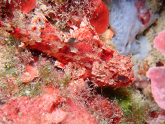 Scorpaena notata