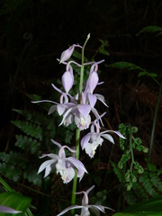 Calanthe aristulifera
