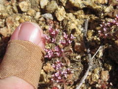 Chorizanthe leptotheca