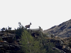 Capra ibex