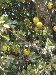 Prunus ursina