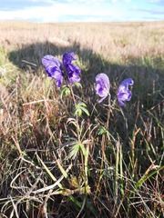 Aconitum paskoi