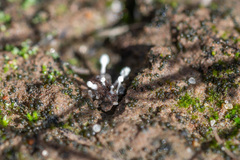 Botrydium