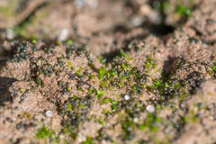 Botrydium