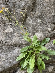 Hieracium amplexicaule