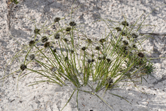 Schoenus curvifolius