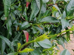 Trachelospermum jasminoides