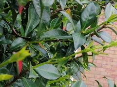 Trachelospermum jasminoides