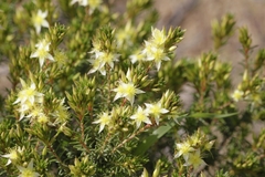 Calytrix