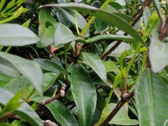 Trachelospermum jasminoides