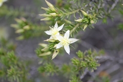 Calytrix