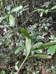 Polystachya fusiformis