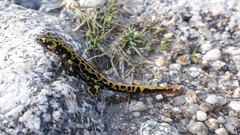 Triturus pygmaeus