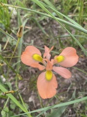 Moraea papilionacea