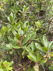 Arbutus unedo