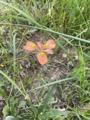 Moraea papilionacea