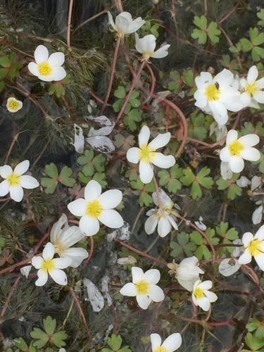 Image of Ranunculus ololeucos by (c) Andre Hosper, some rights reserved (CC BY)