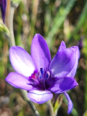 Babiana angustifolia