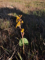 Ligularia sibirica